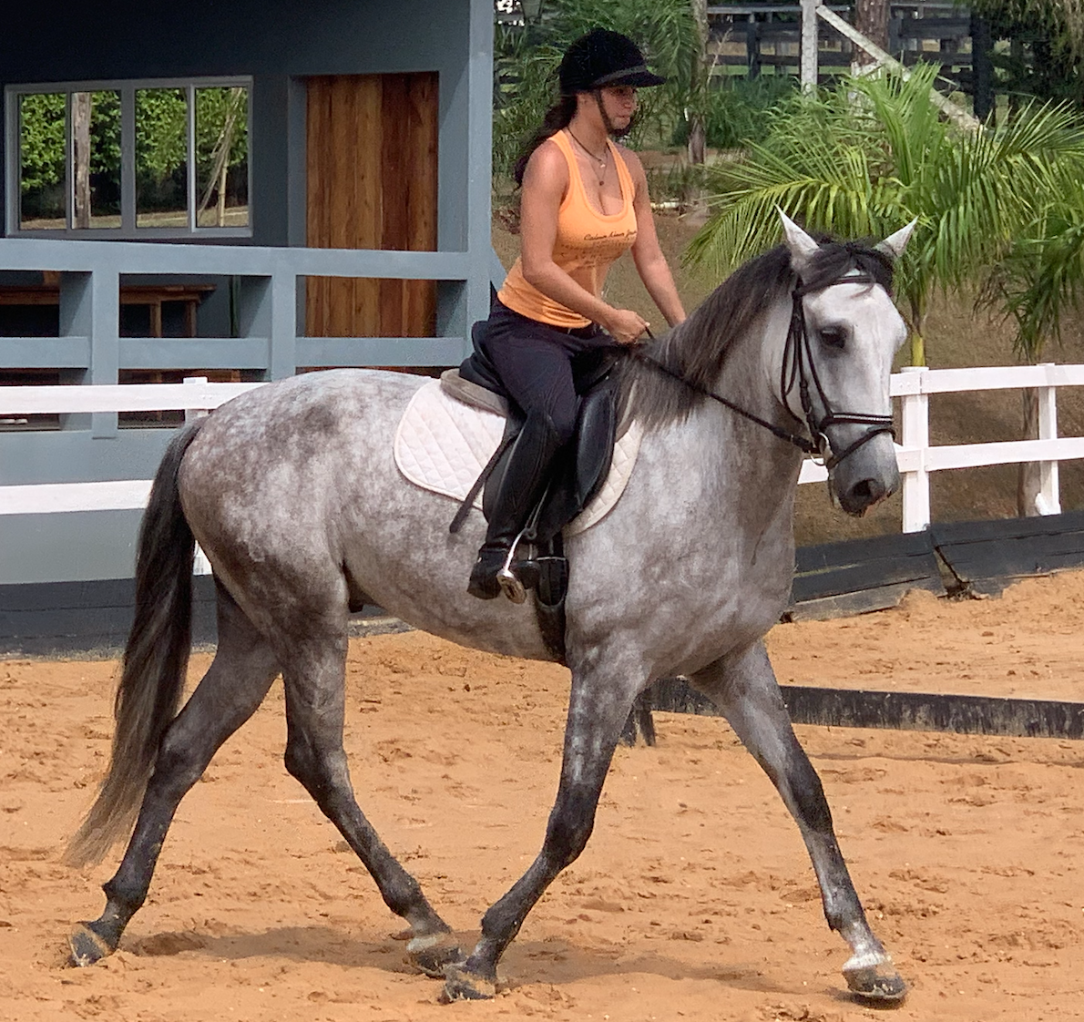 Ozardok da paixão- Cavalo tordilho PSL castrado  para exportação R$65.000,00  4 anos