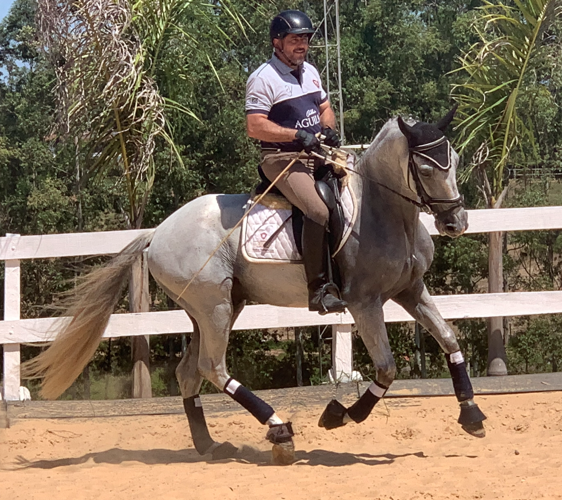 Lampião do vouga – Cavalo tordilho PSL castrado R$44.000,00  7 anos